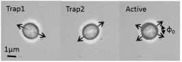 Example of an optically trapped vaterite.